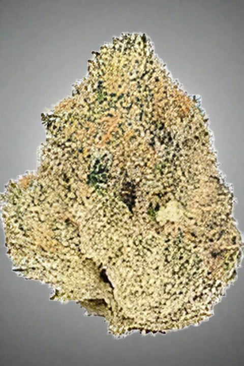 Blue Lobster (Hybrid)