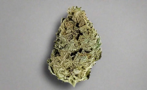Purple P (Indica)