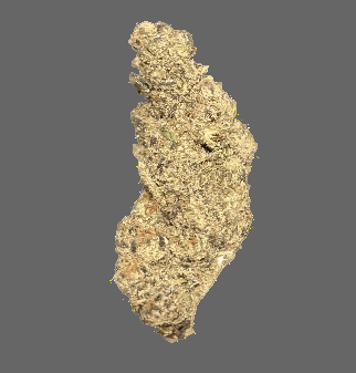 Pluto (Indica)